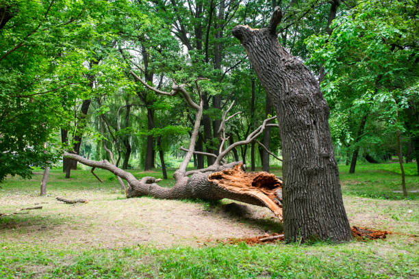 How Our Tree Care Process Works  in  Fort Walton Beach, FL